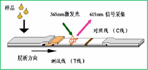 真菌毒素检测原理